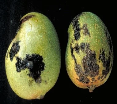 Black Spot